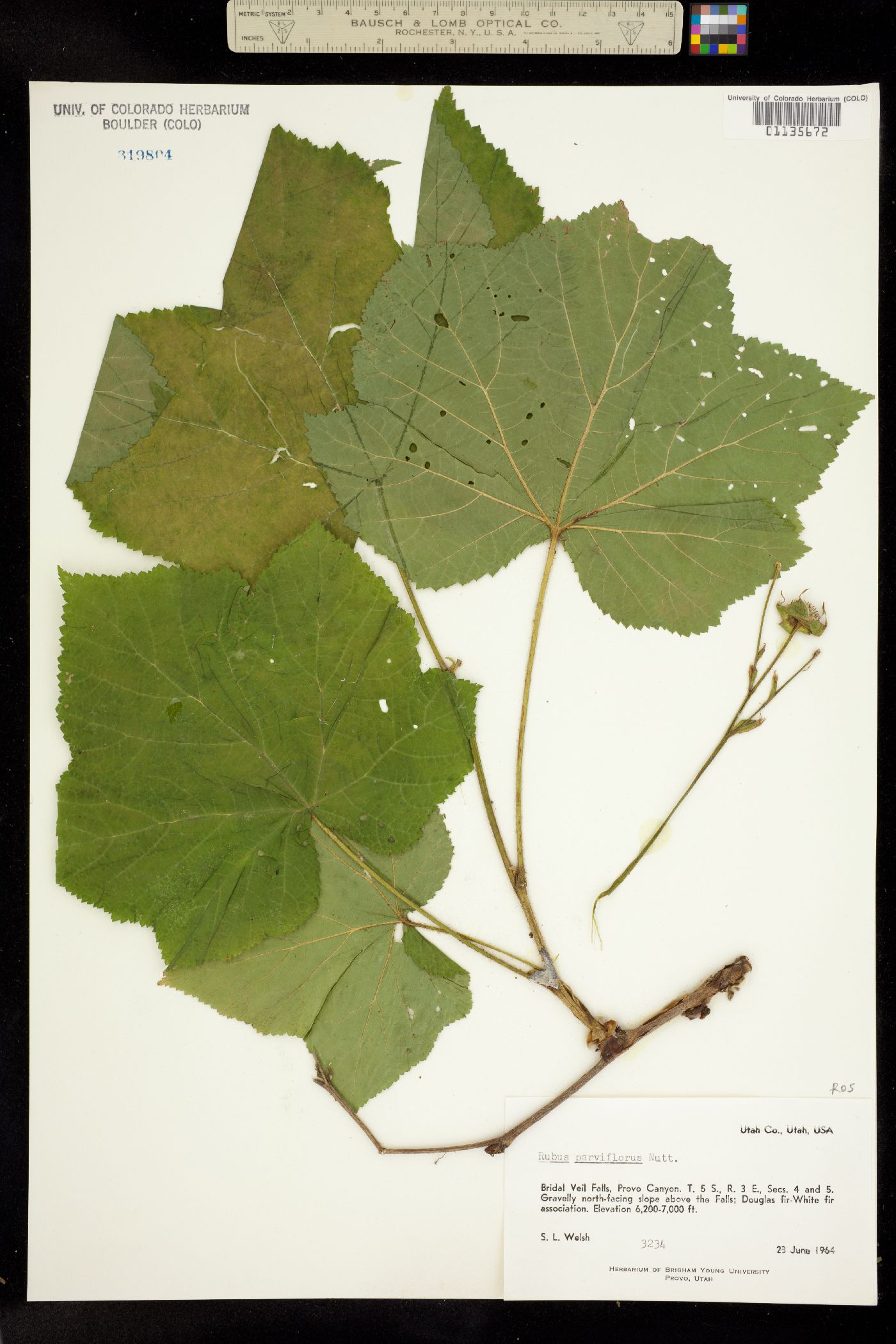 Rubus parviflorus image