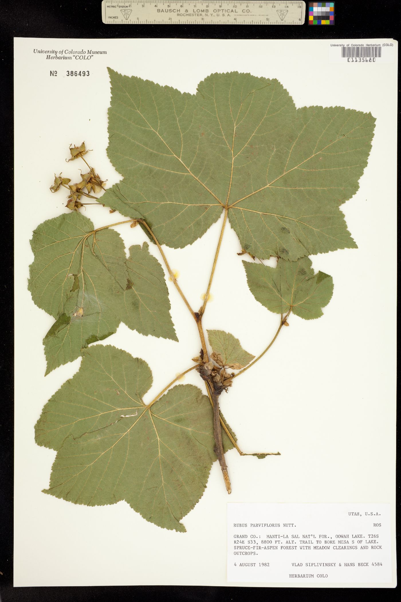 Rubus parviflorus image