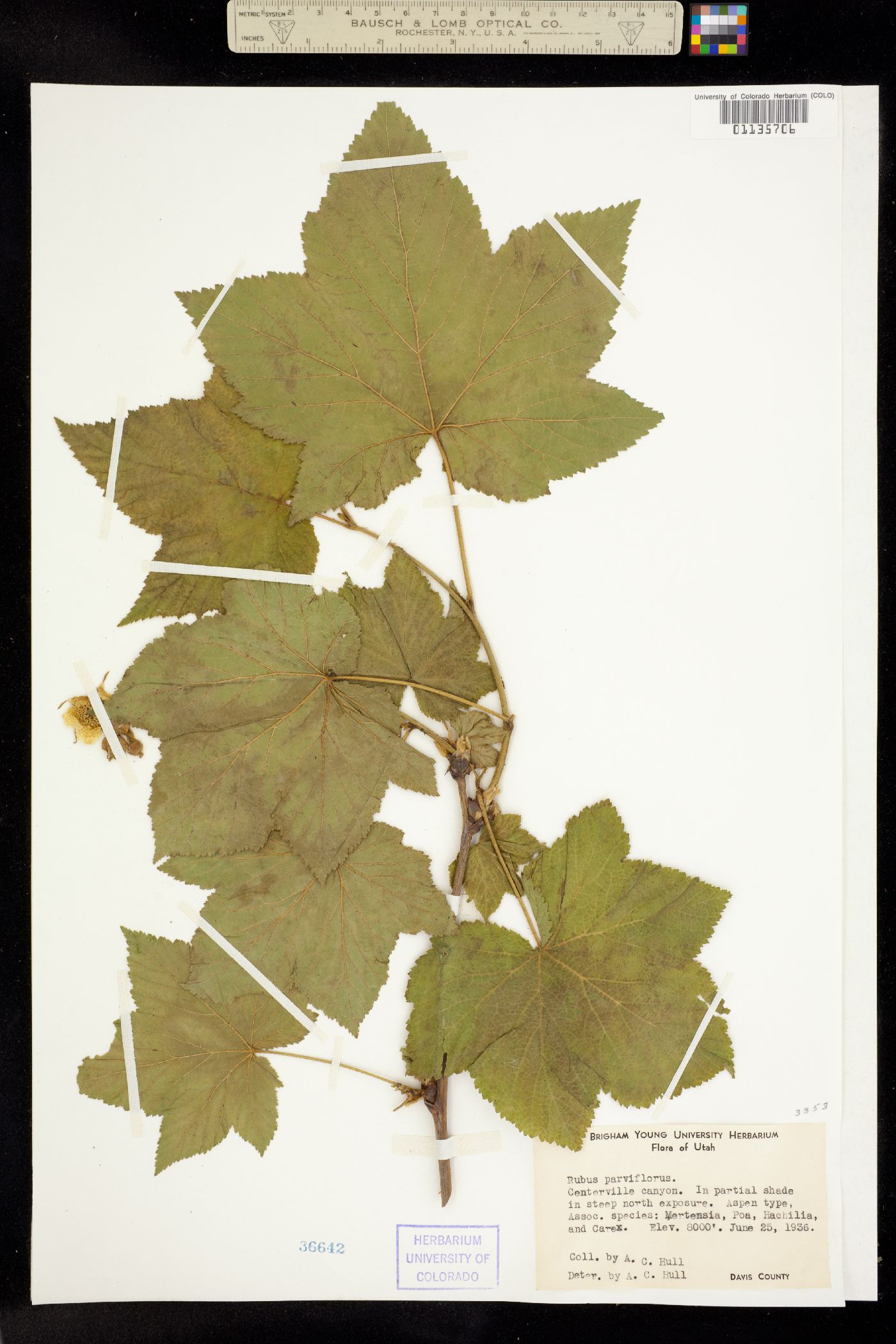 Rubus parviflorus image