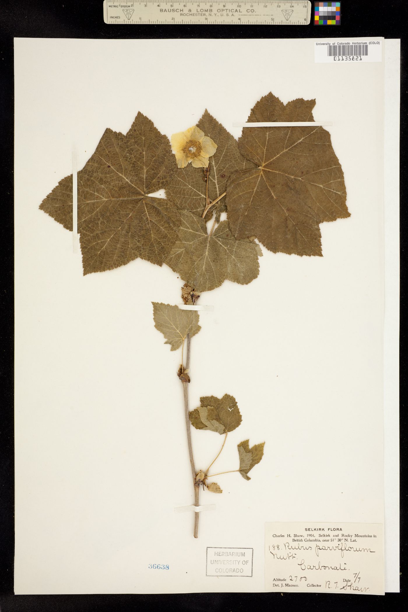 Rubus parviflorus image