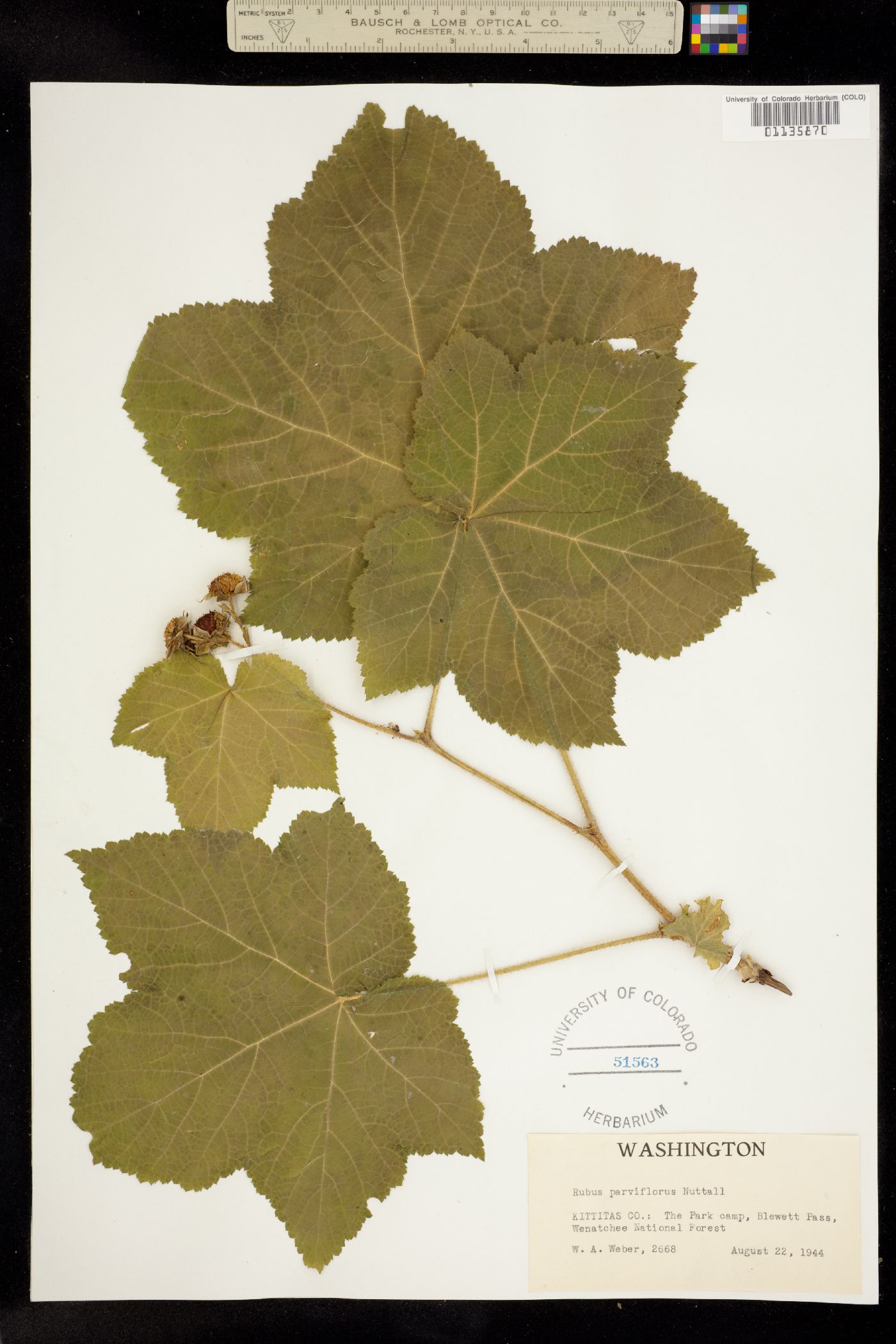 Rubus image