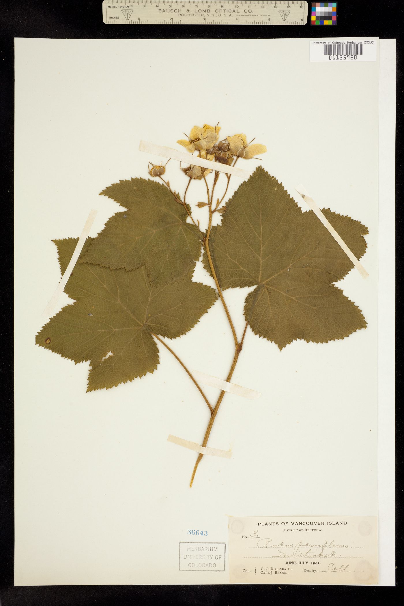 Rubus image