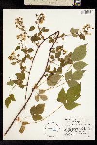 Image of Rubus canadensis