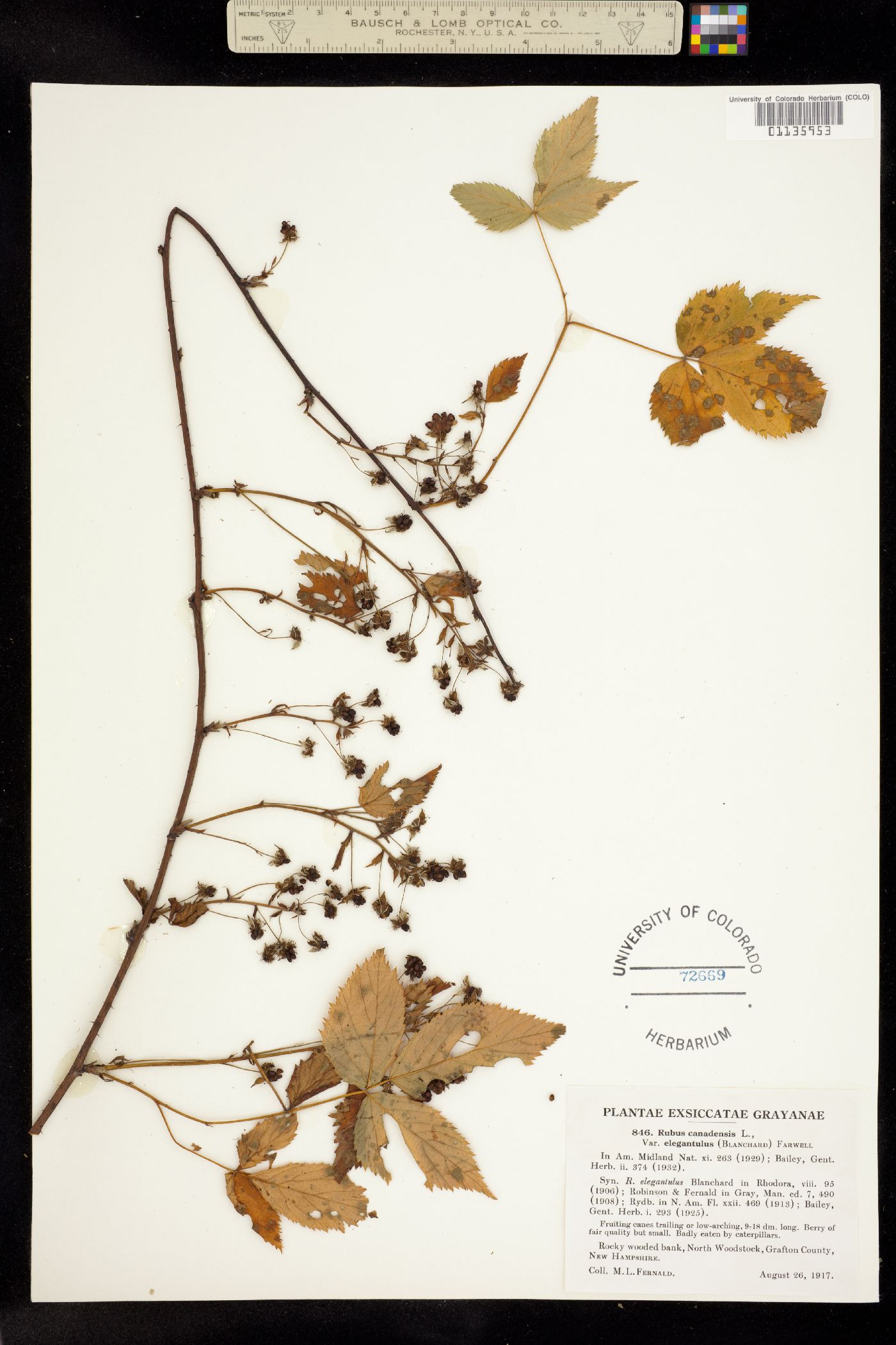 Rubus canadensis image