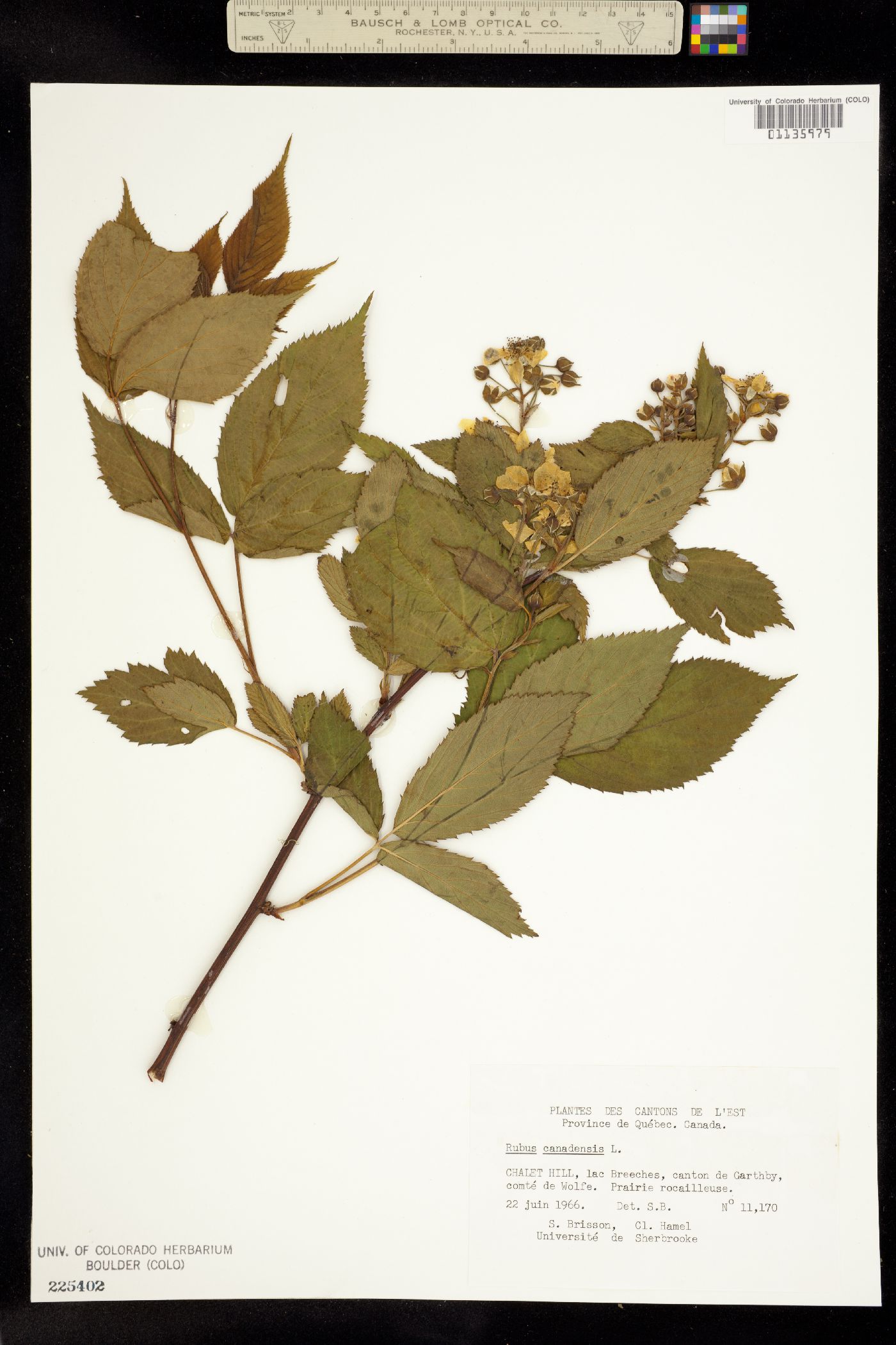 Rubus canadensis image