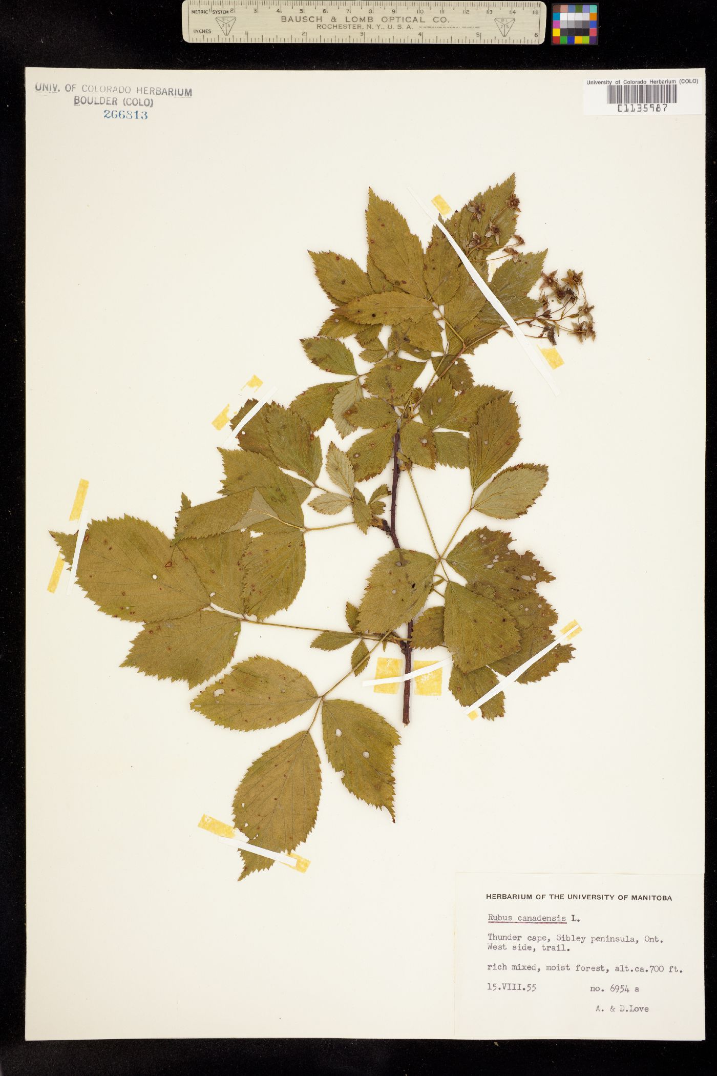 Rubus canadensis image