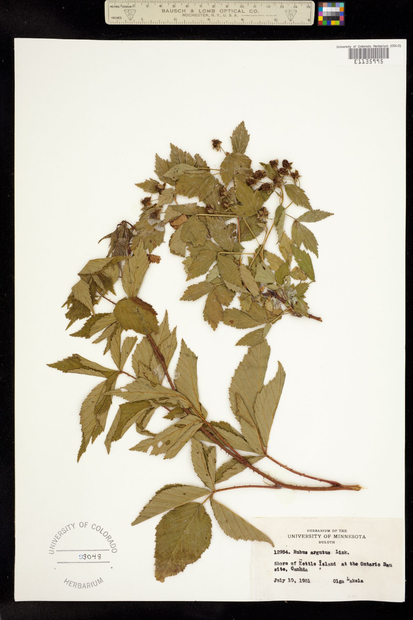 Rubus argutus image