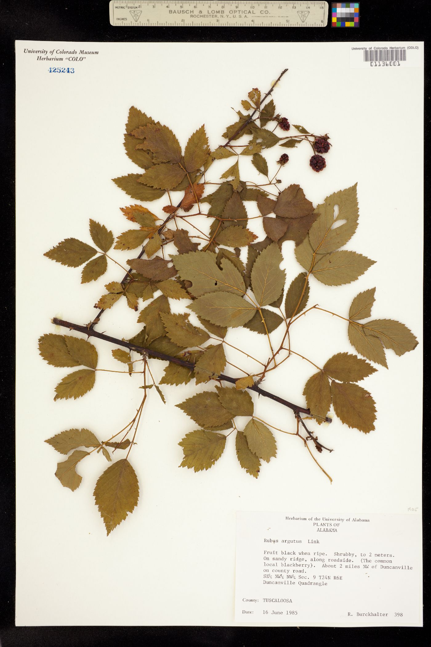 Rubus argutus image