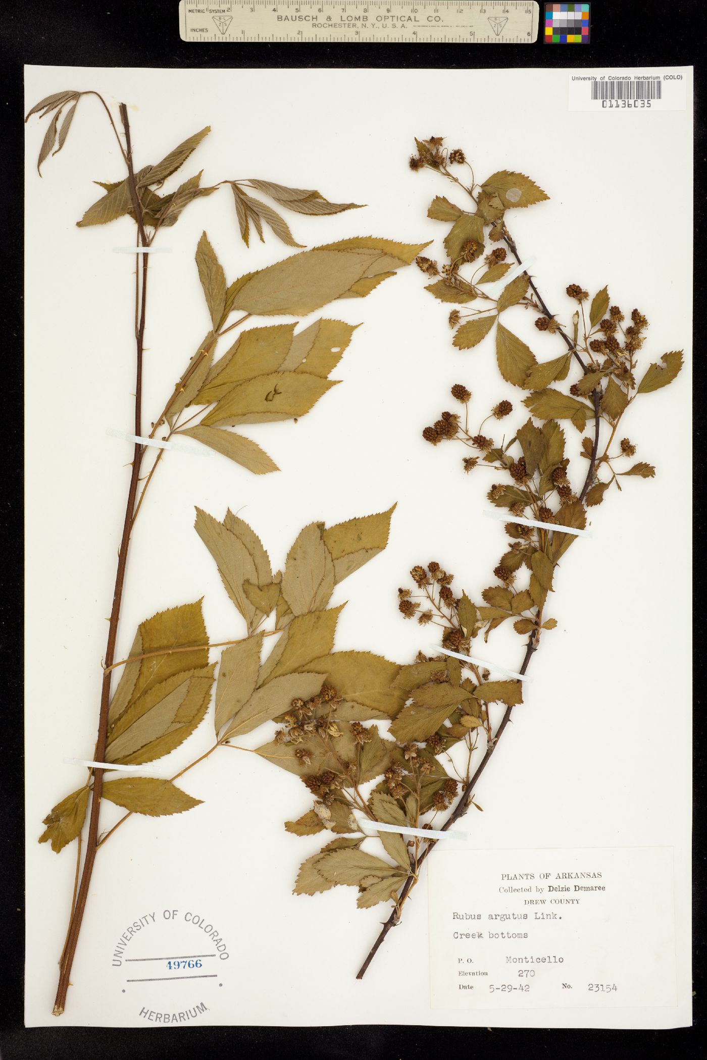 Rubus argutus image