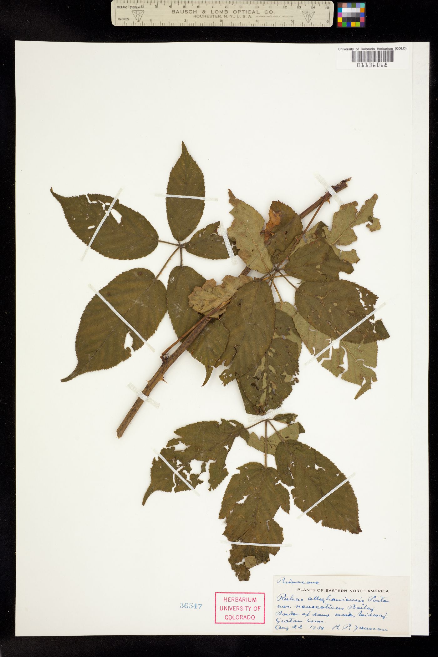 Rubus allegheniensis image