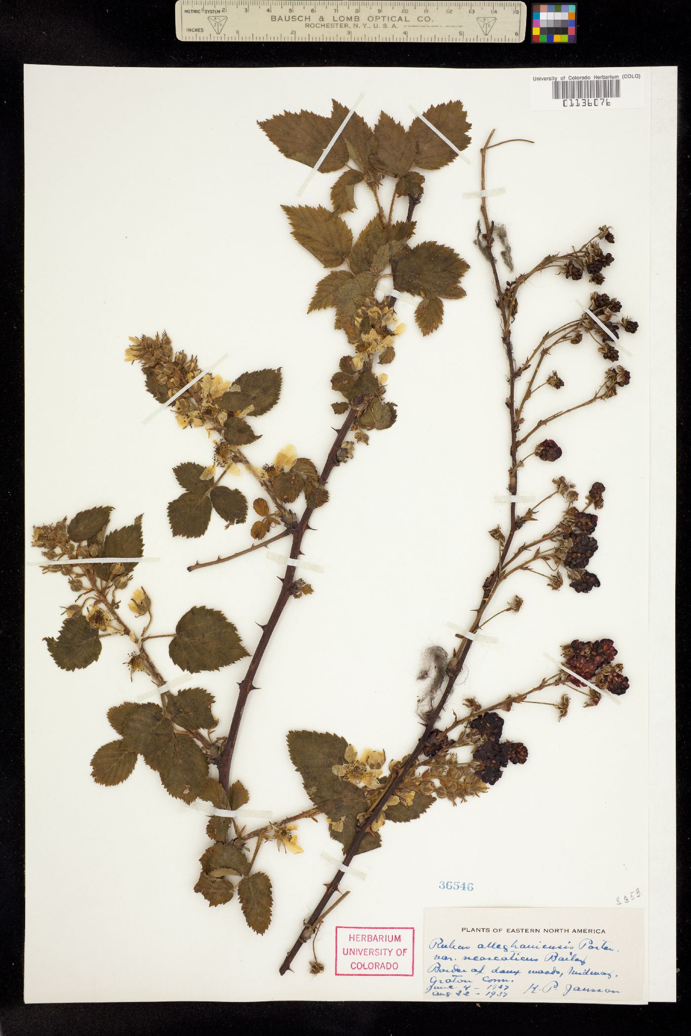 Rubus allegheniensis image