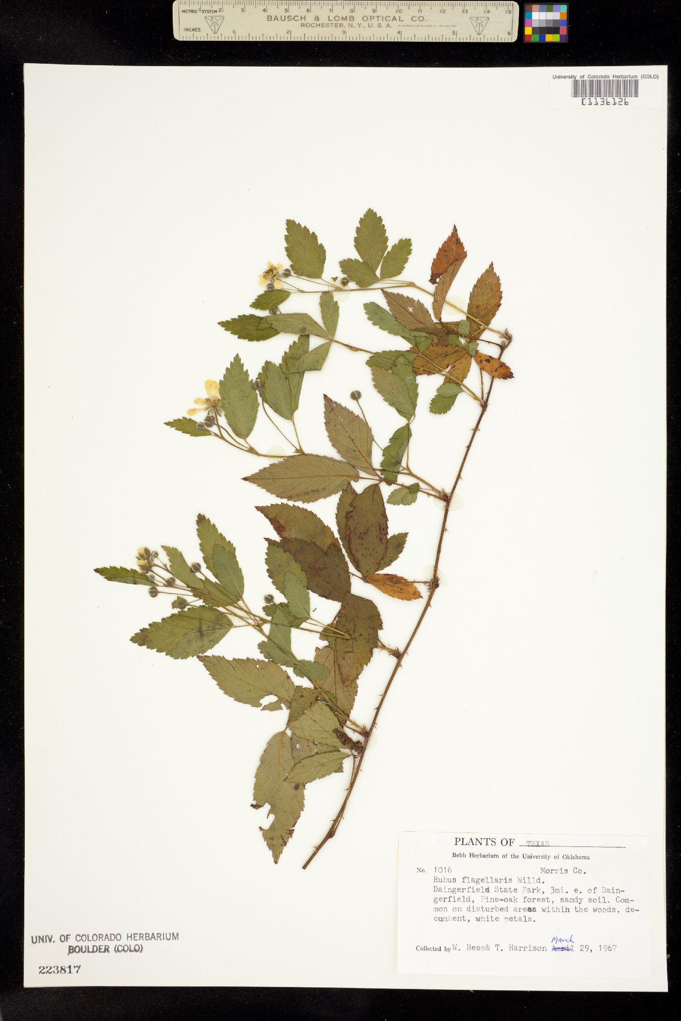 Rubus flagellaris image