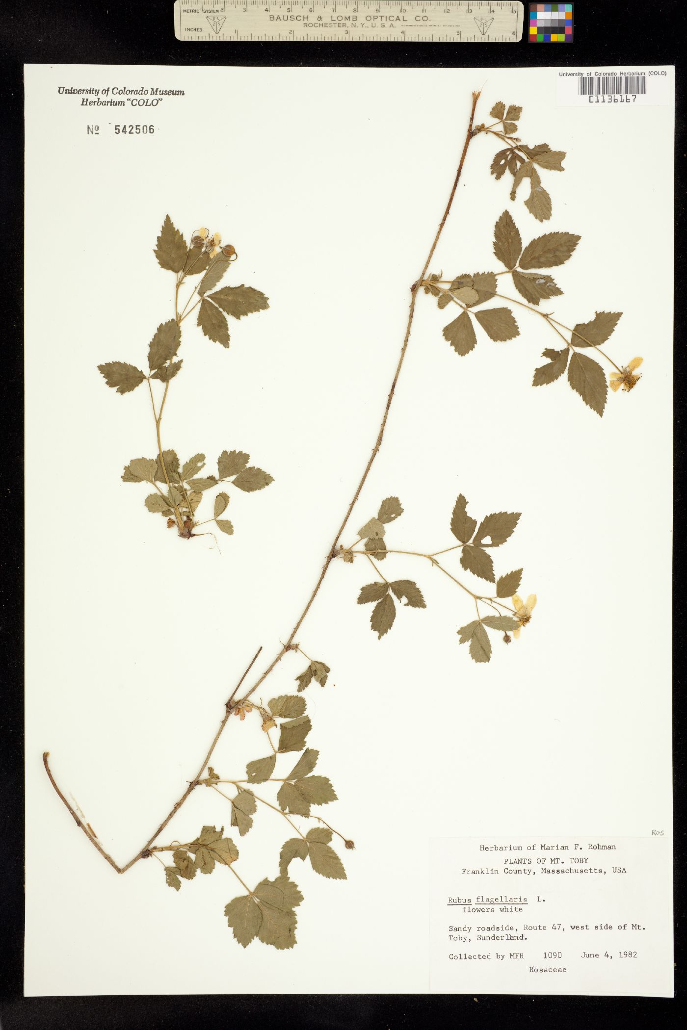 Rubus flagellaris image