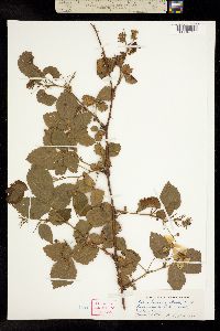Image of Rubus pensilvanicus