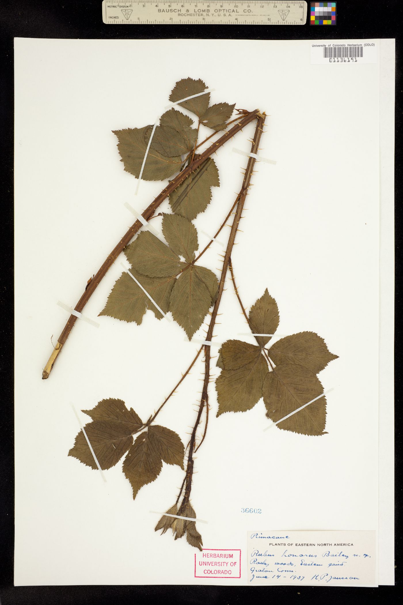 Rubus honorus image