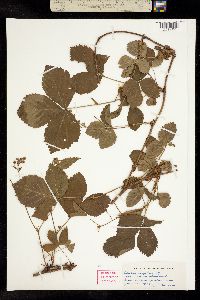 Image of Rubus hispidus