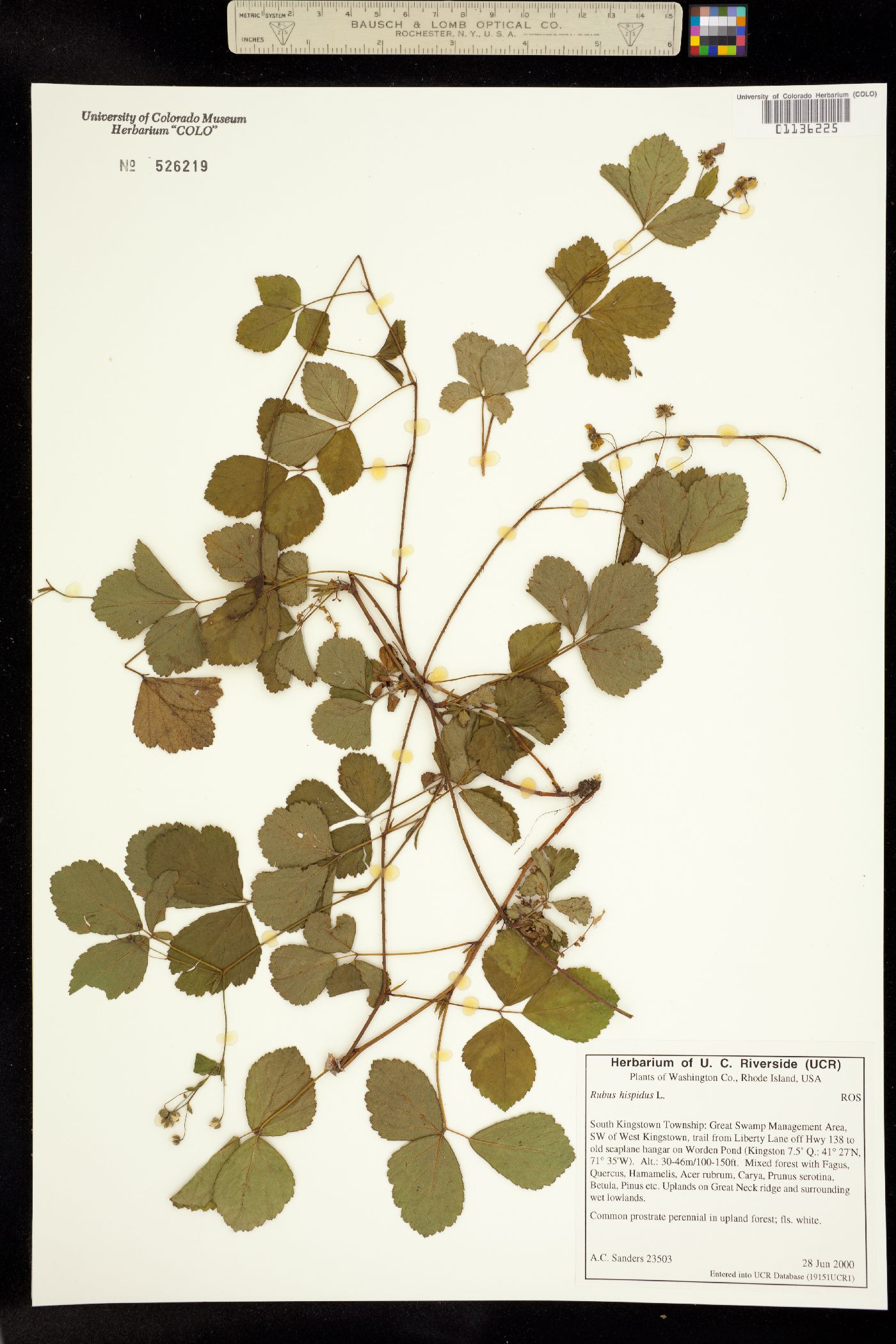 Rubus hispidus image