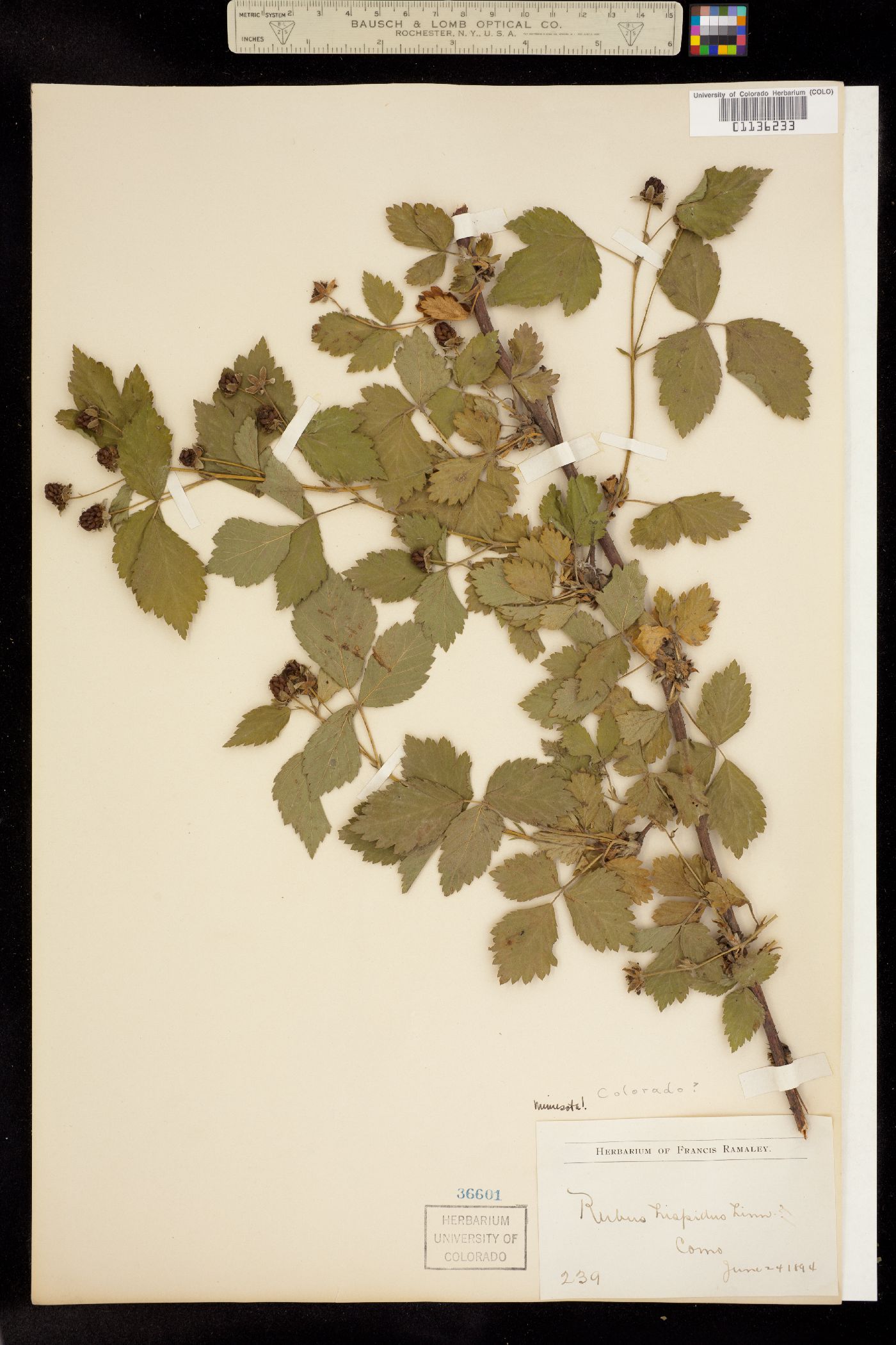 Rubus hispidus image