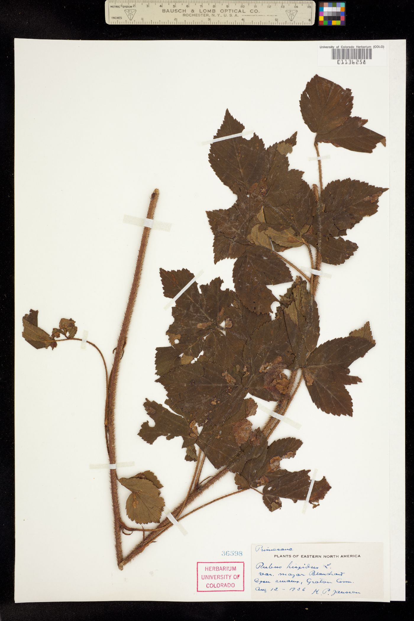 Rubus hispidus image