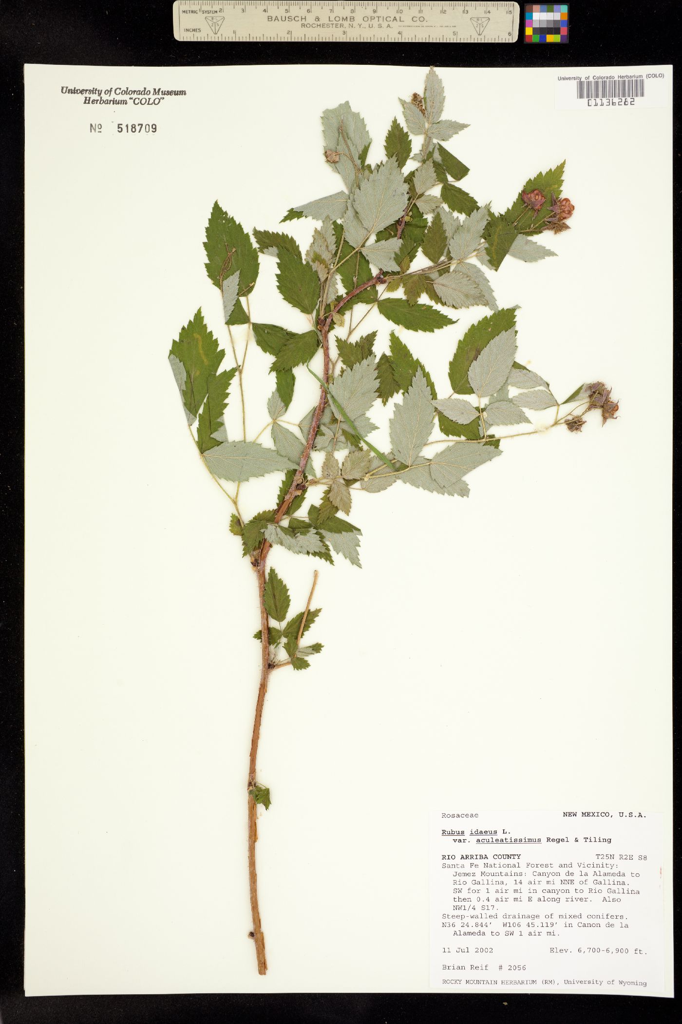 Rubus idaeus image