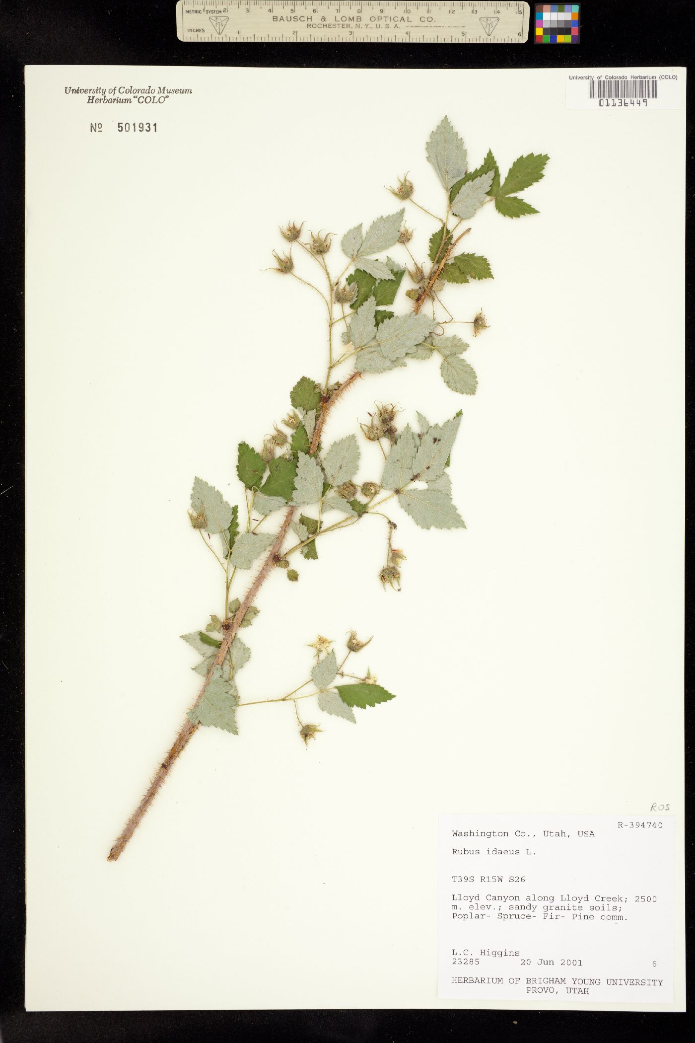 Rubus idaeus image