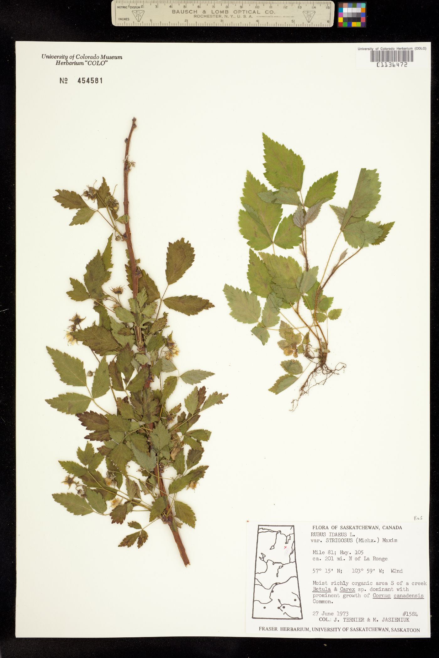 Rubus idaeus image