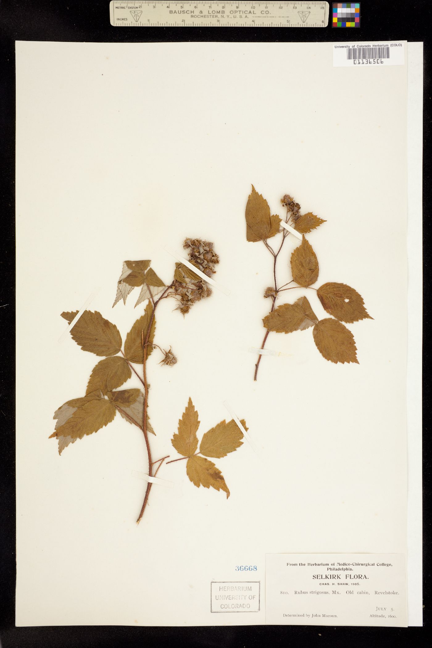 Rubus idaeus image