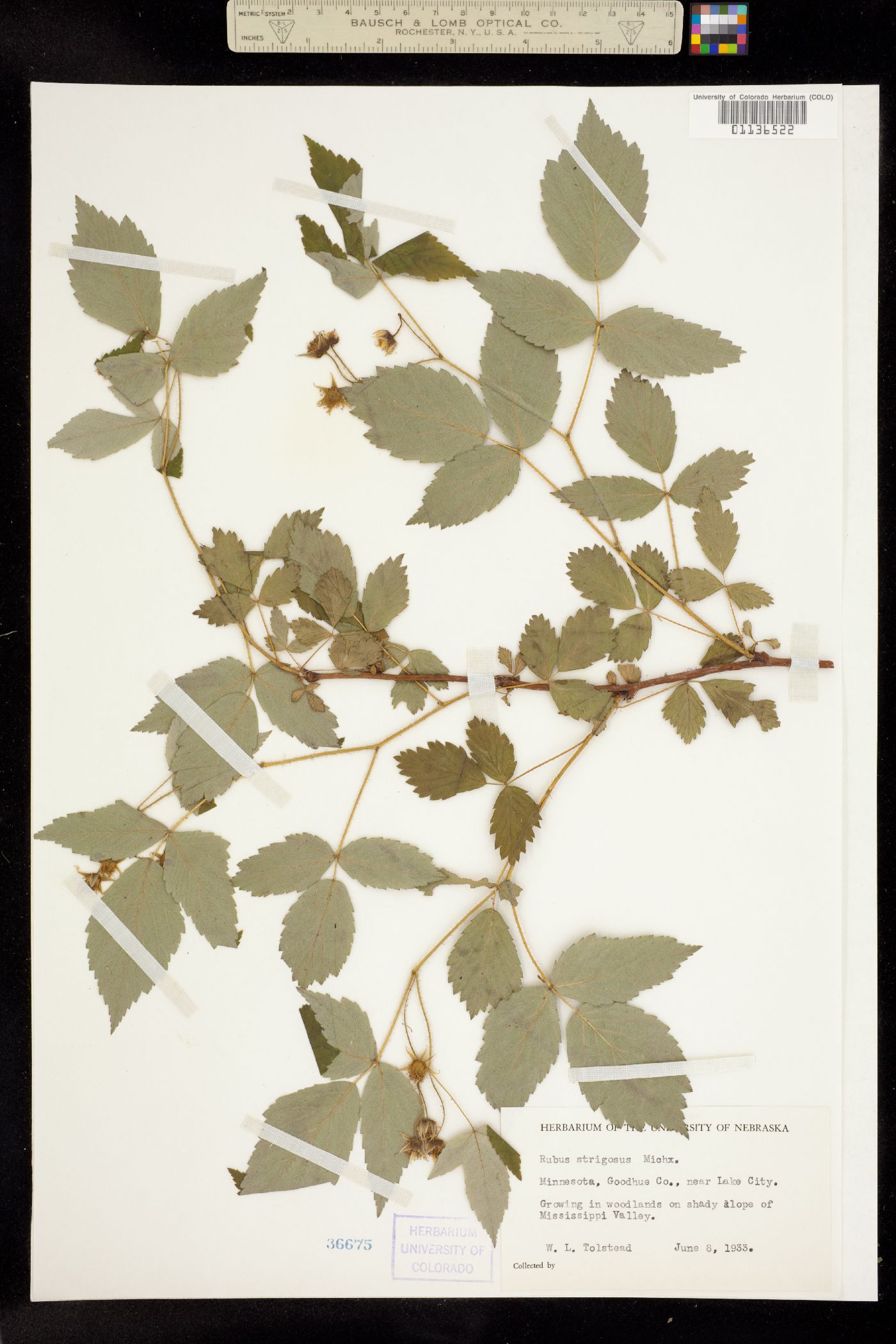 Rubus idaeus image