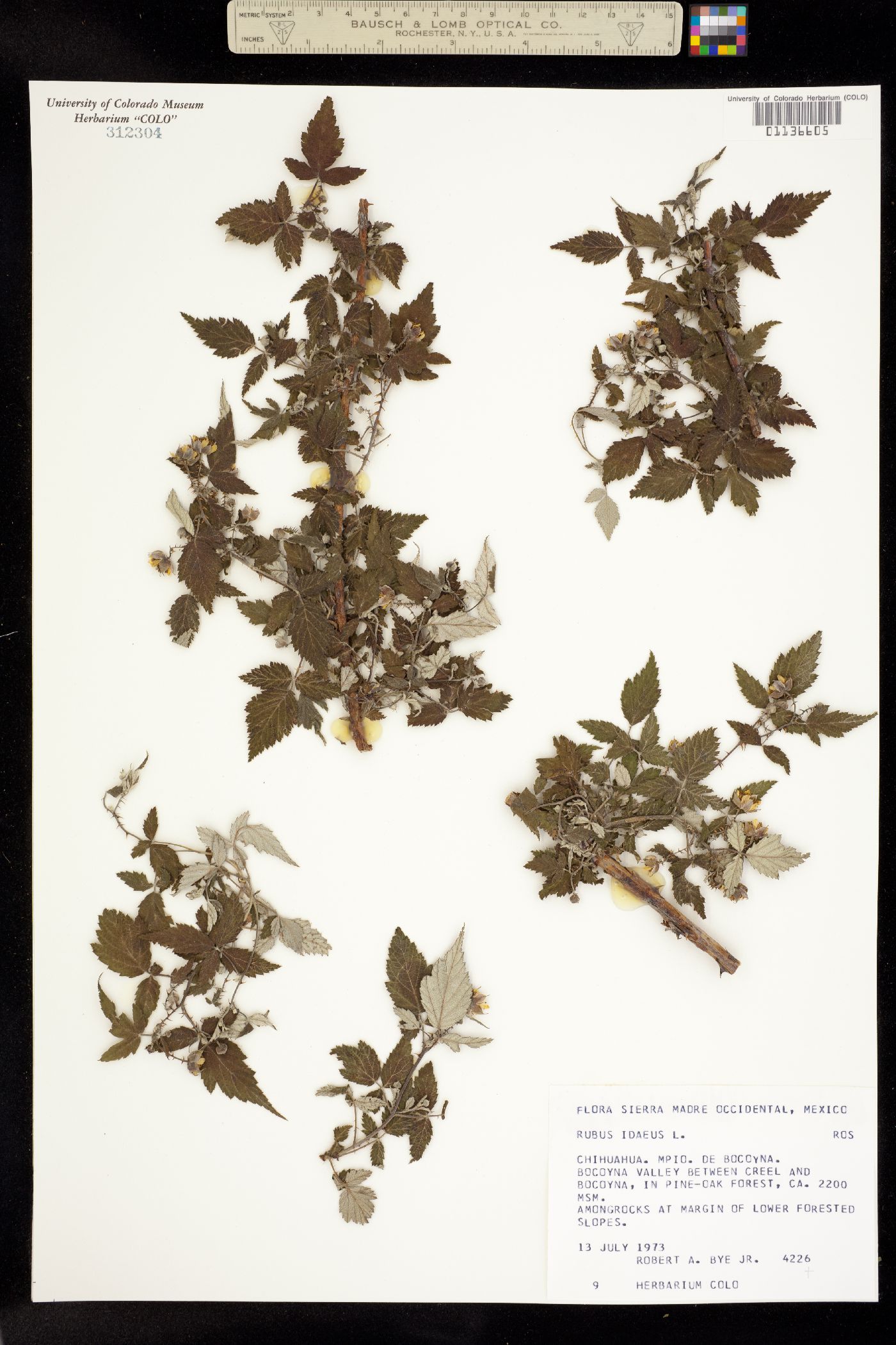 Rubus idaeus image