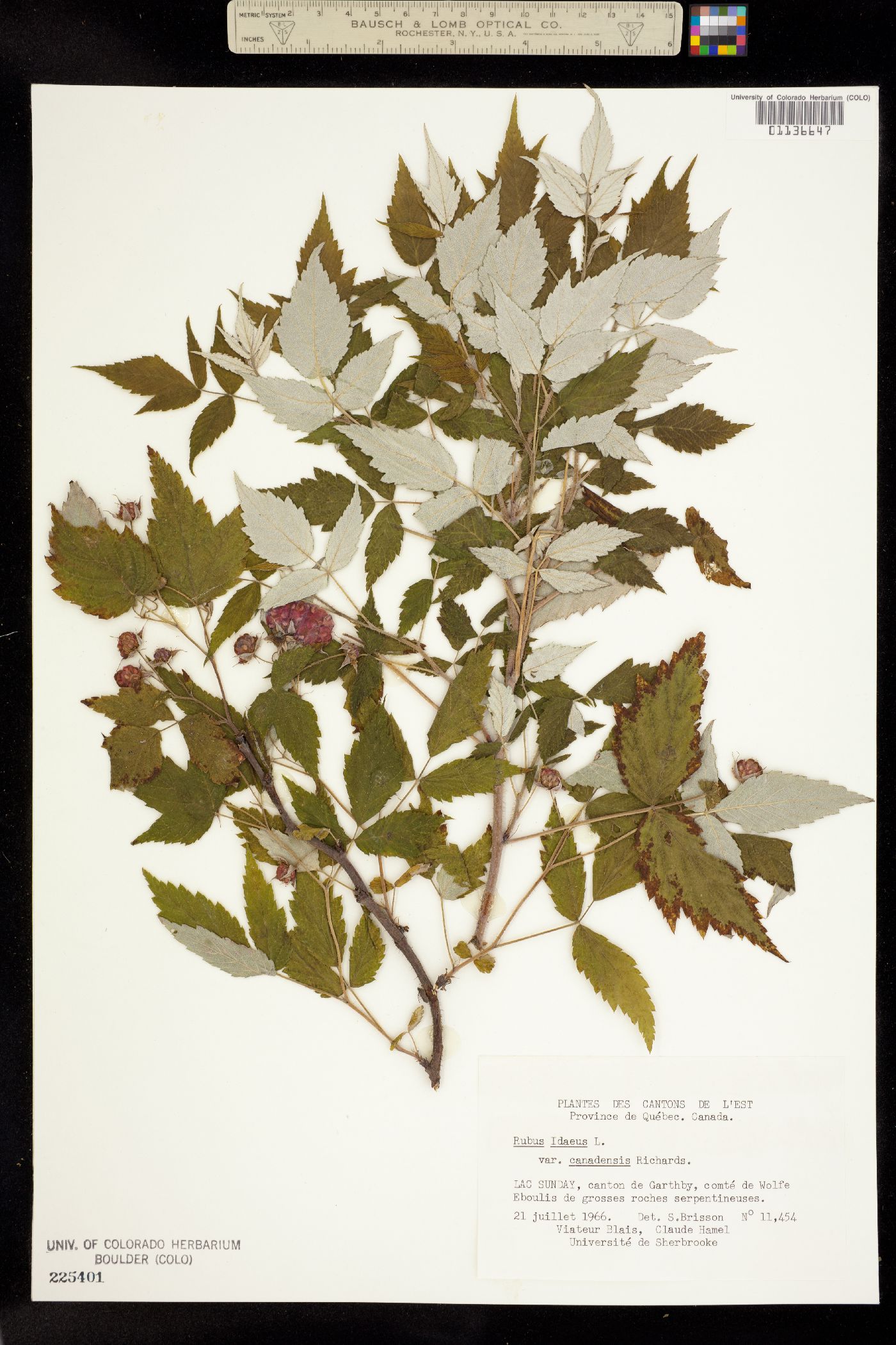 Rubus image