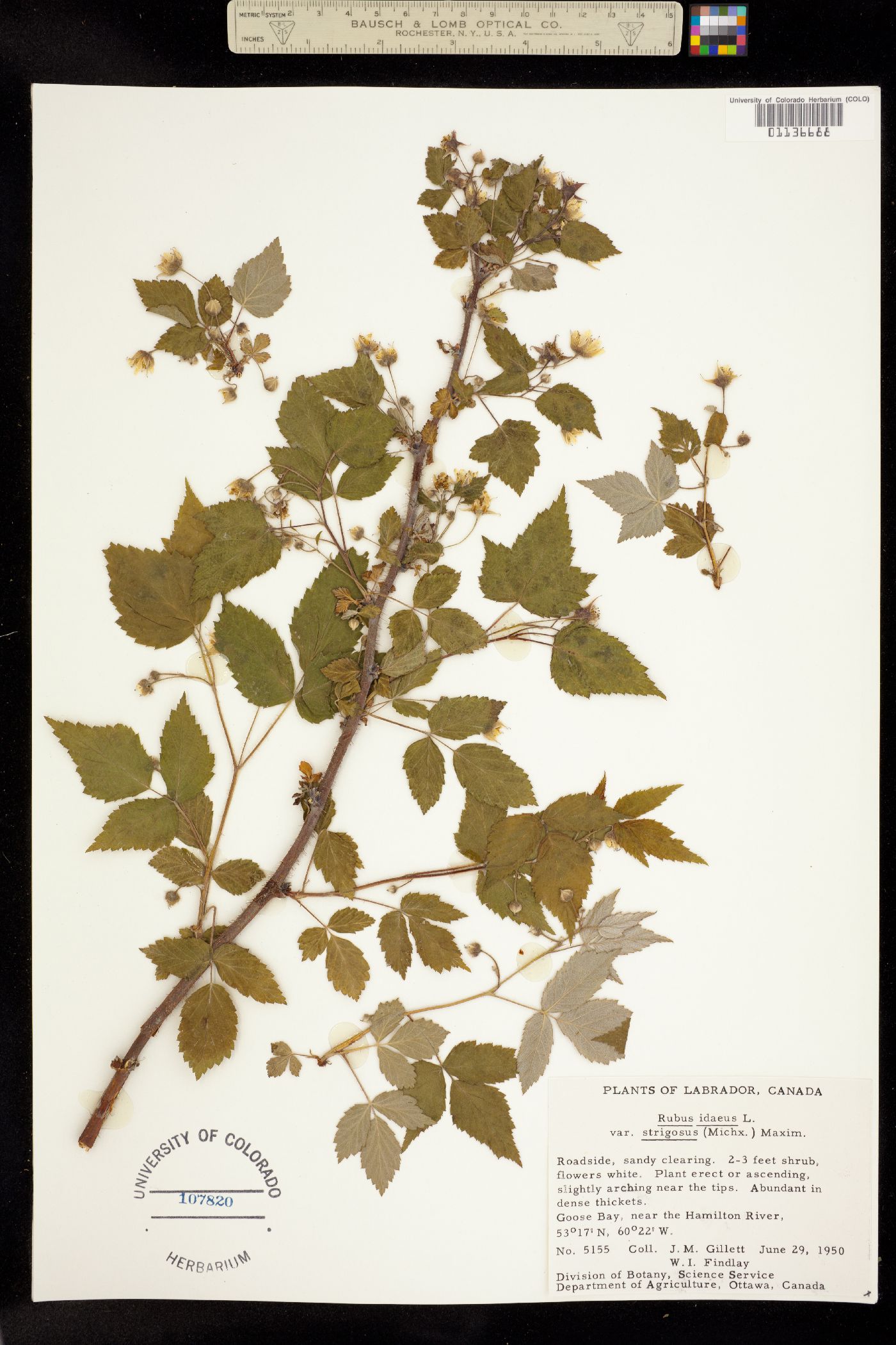 Rubus image
