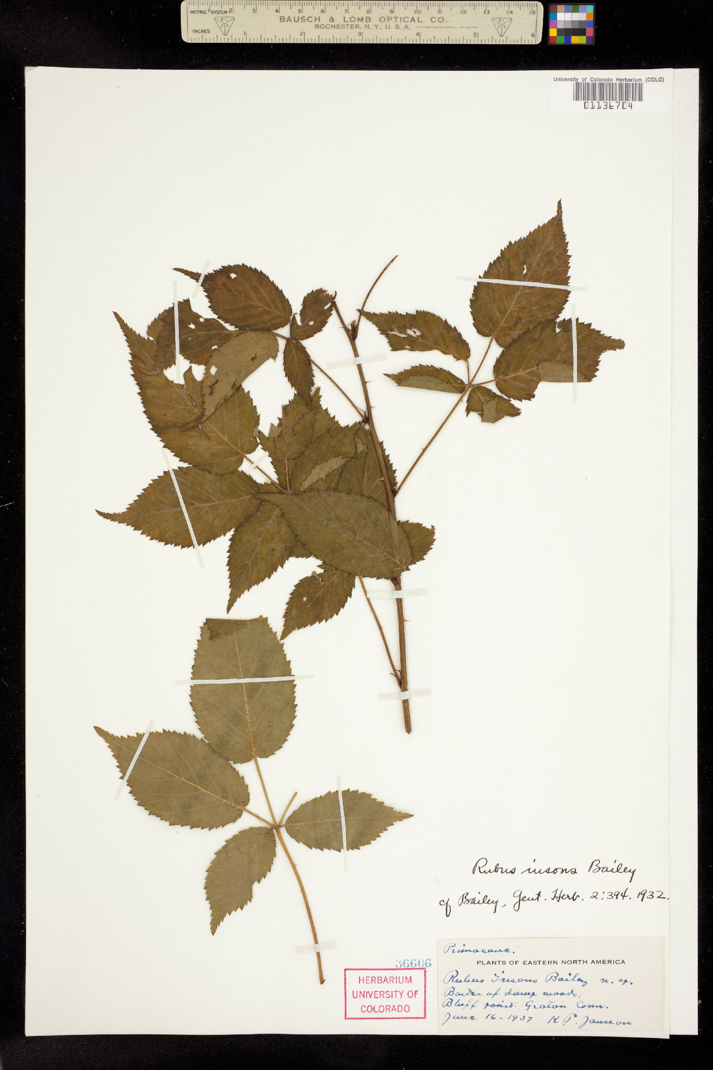 Rubus pensilvanicus image