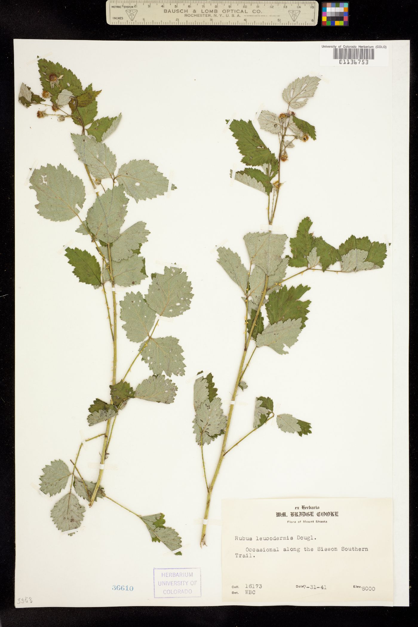 Rubus leucodermis image