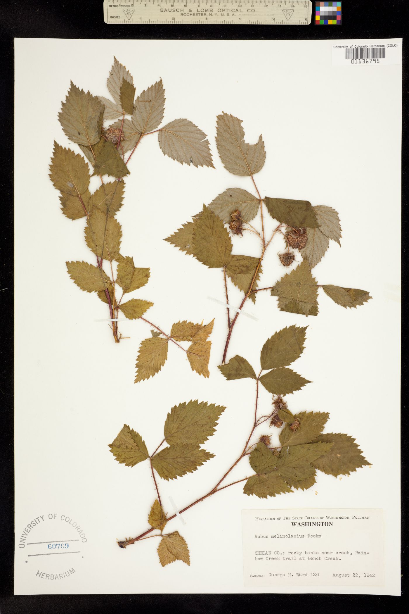Rubus sachalinensis var. sachalinensis image