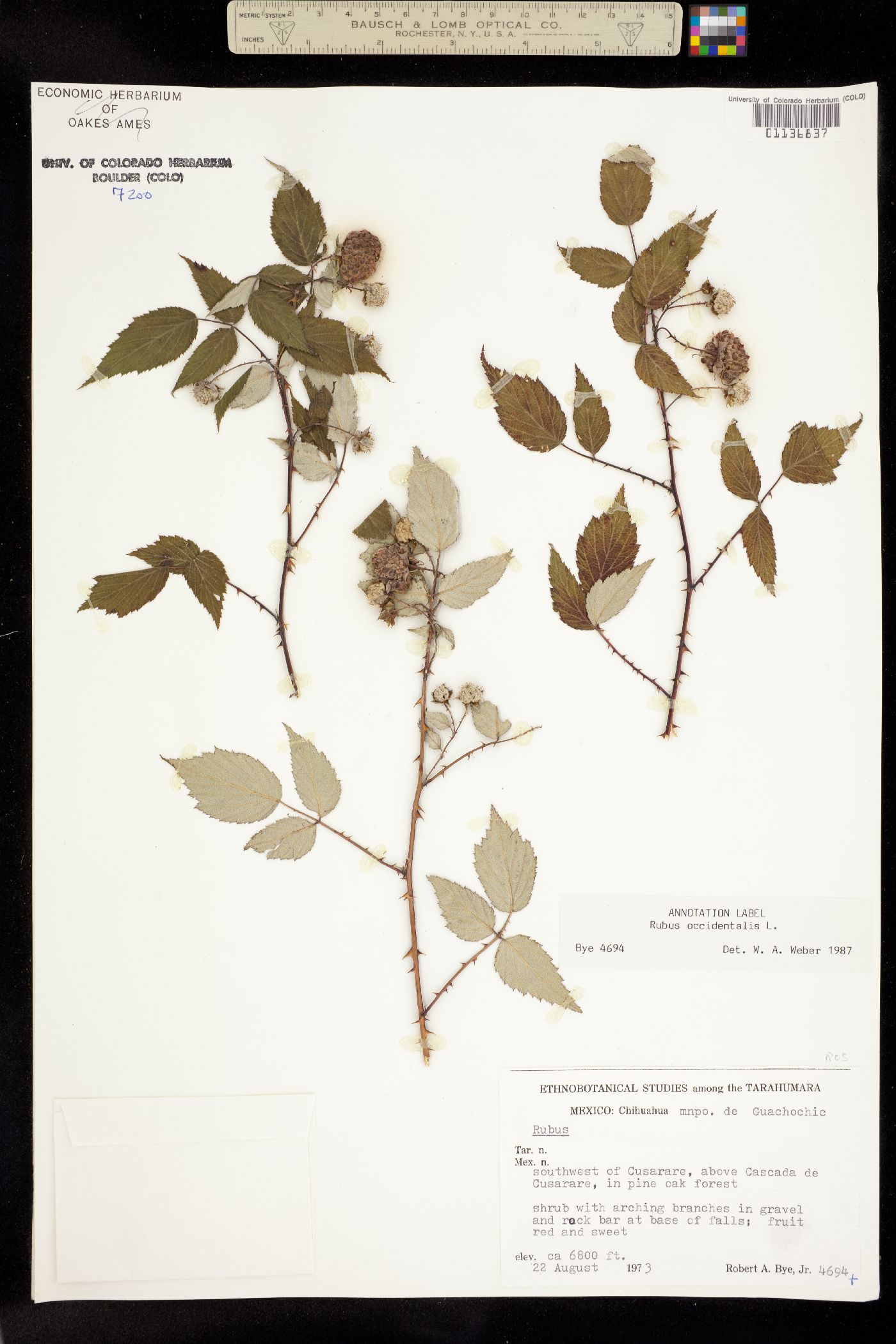 Rubus occidentalis image