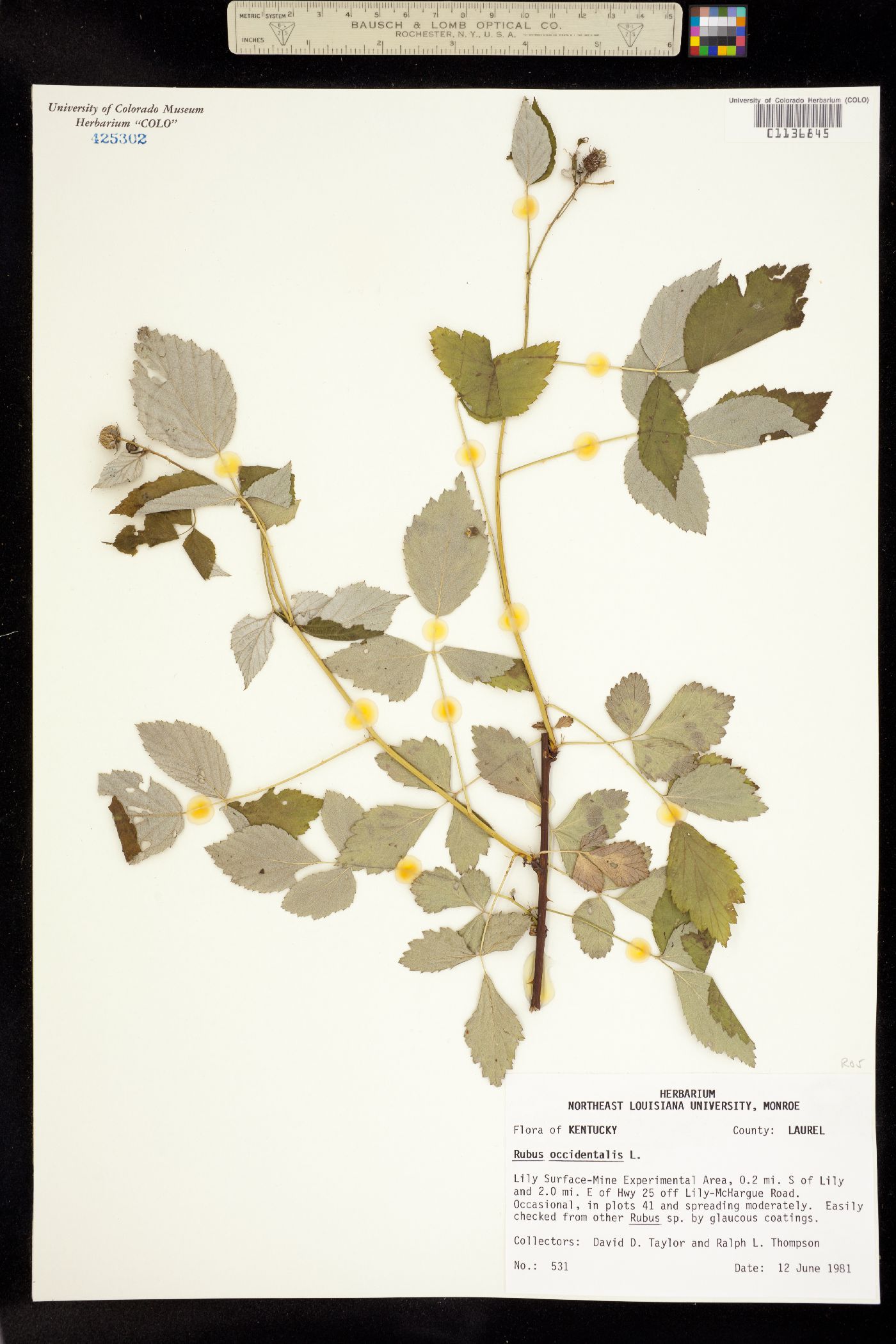 Rubus occidentalis image