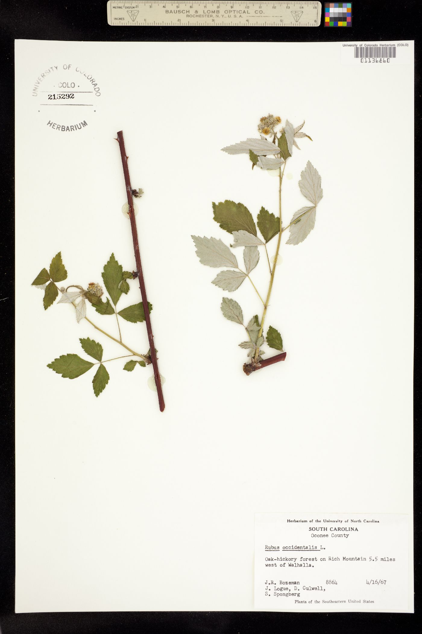 Rubus occidentalis image