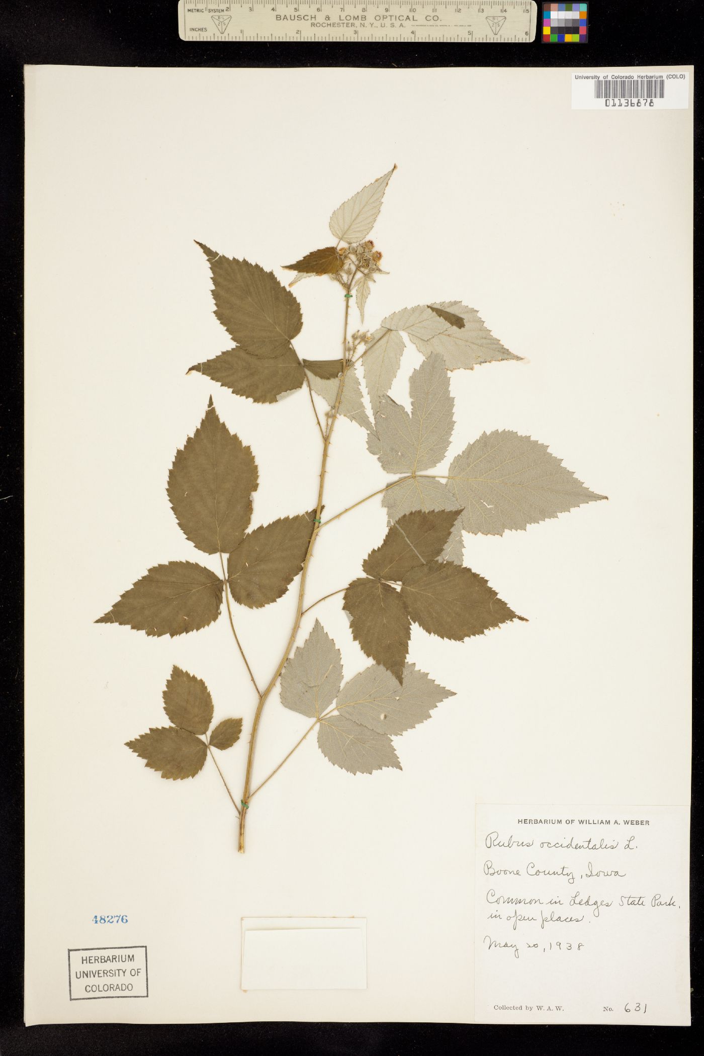 Rubus occidentalis image