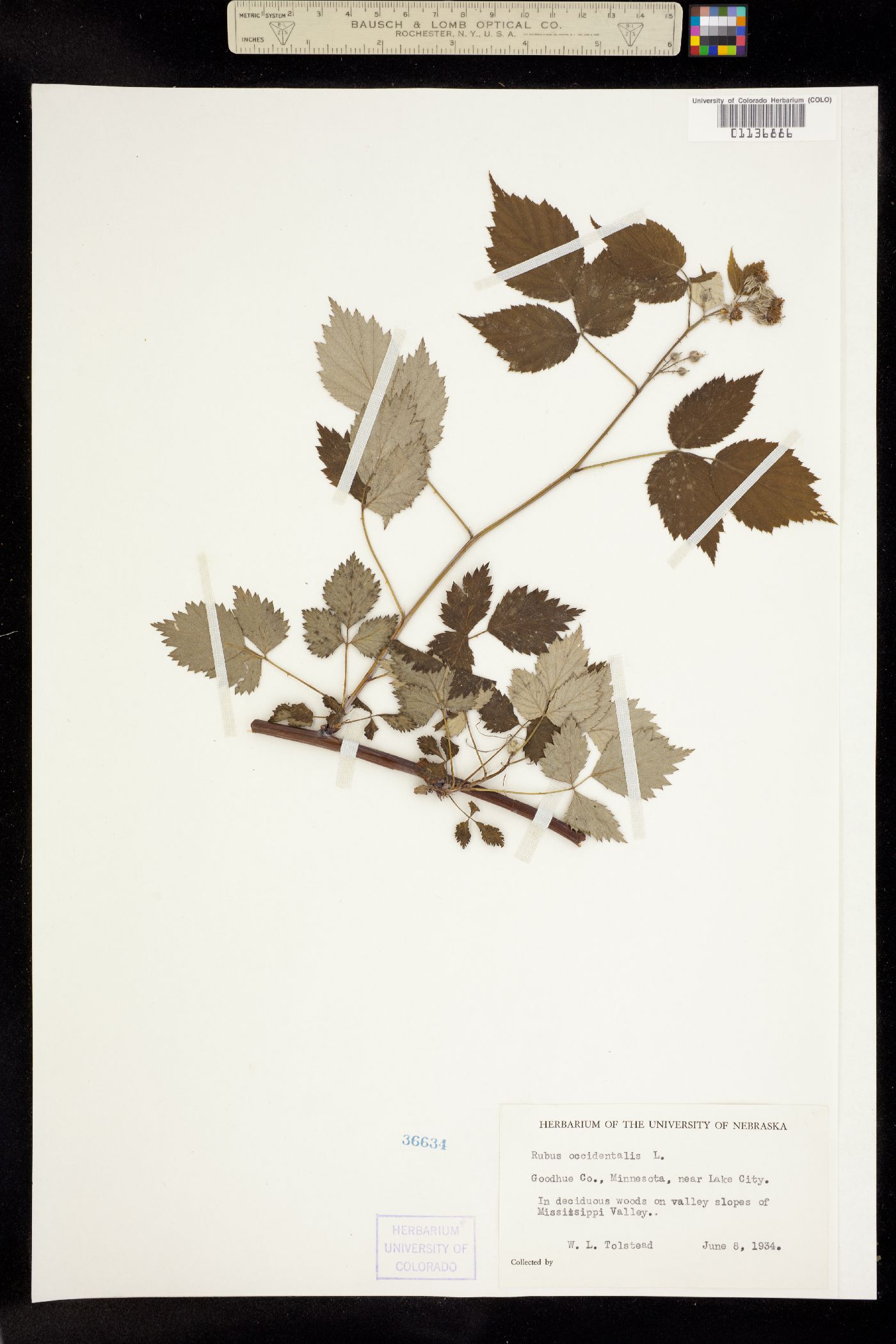 Rubus occidentalis image