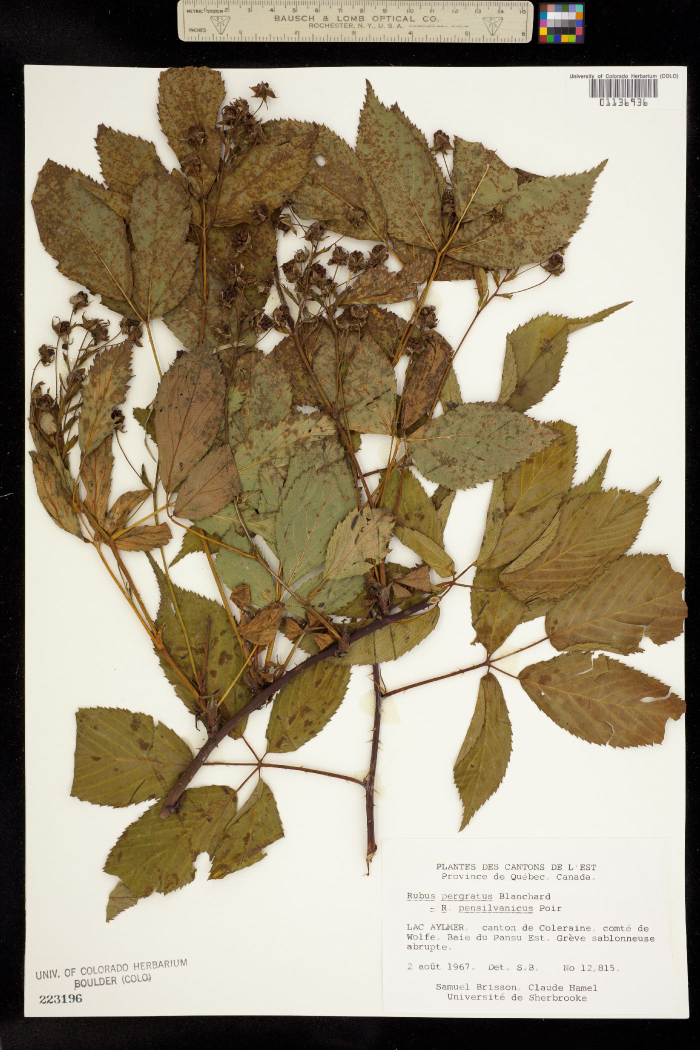 Rubus X pergratus image