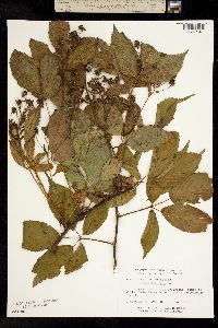 Image of Rubus x pergratus