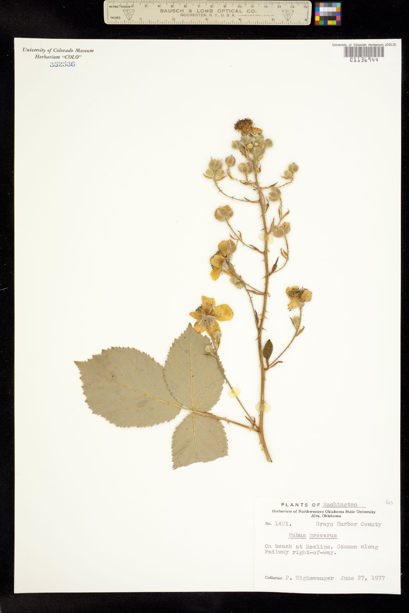 Rubus bifrons image