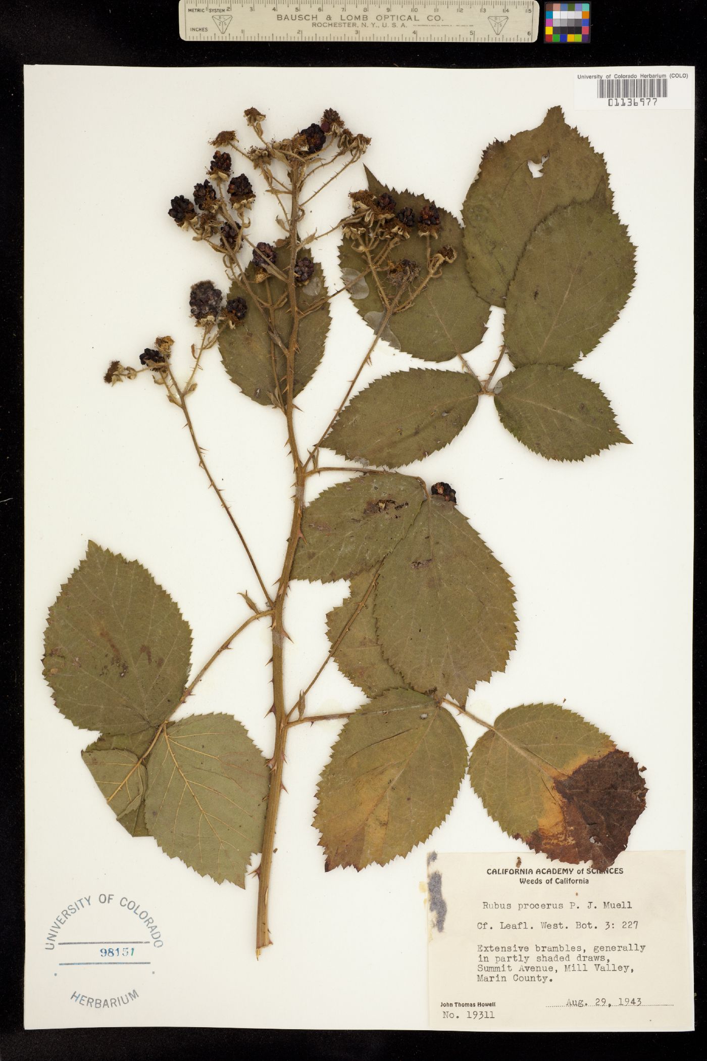 Rubus bifrons image