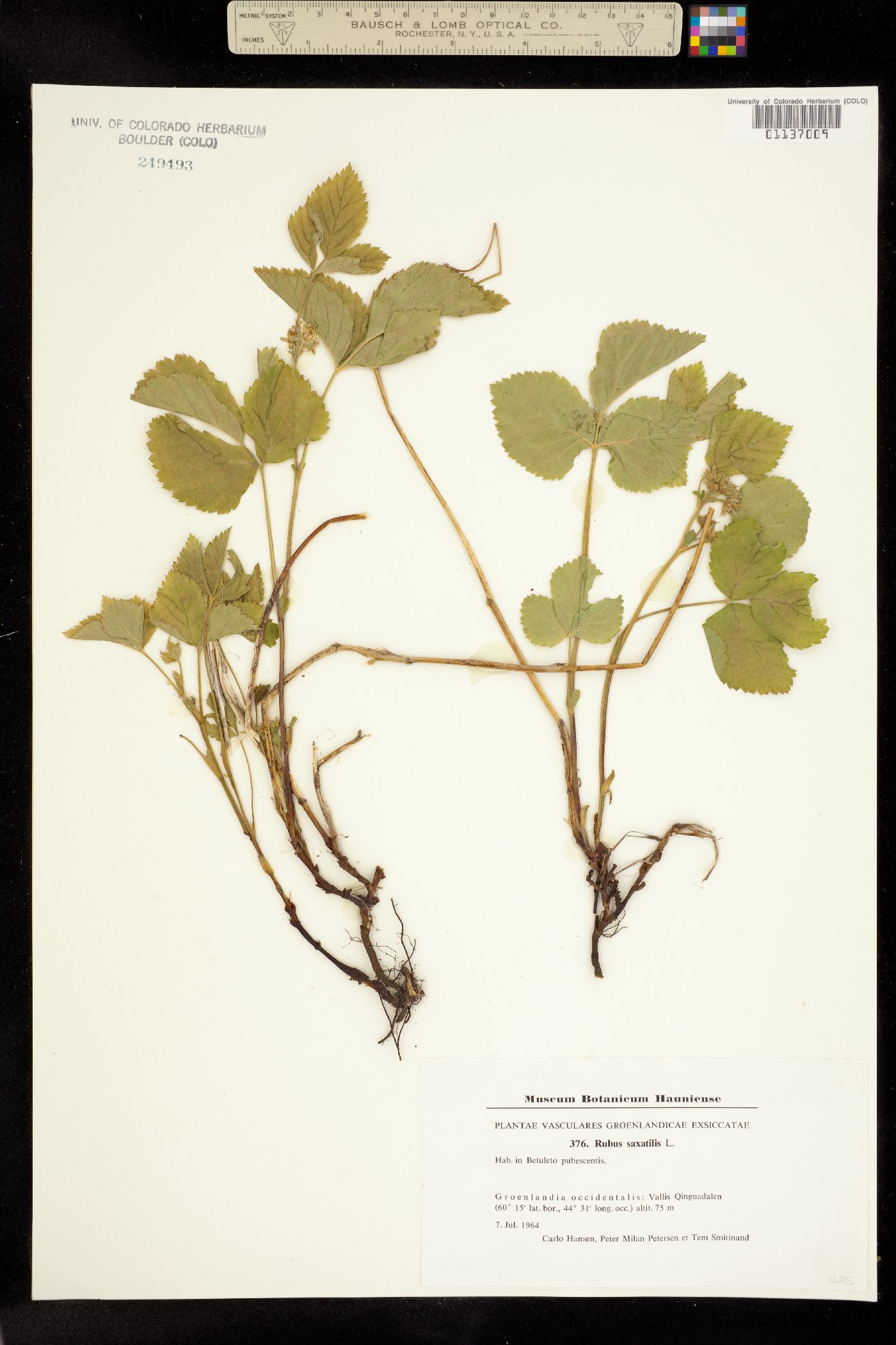 Rubus saxatilis image