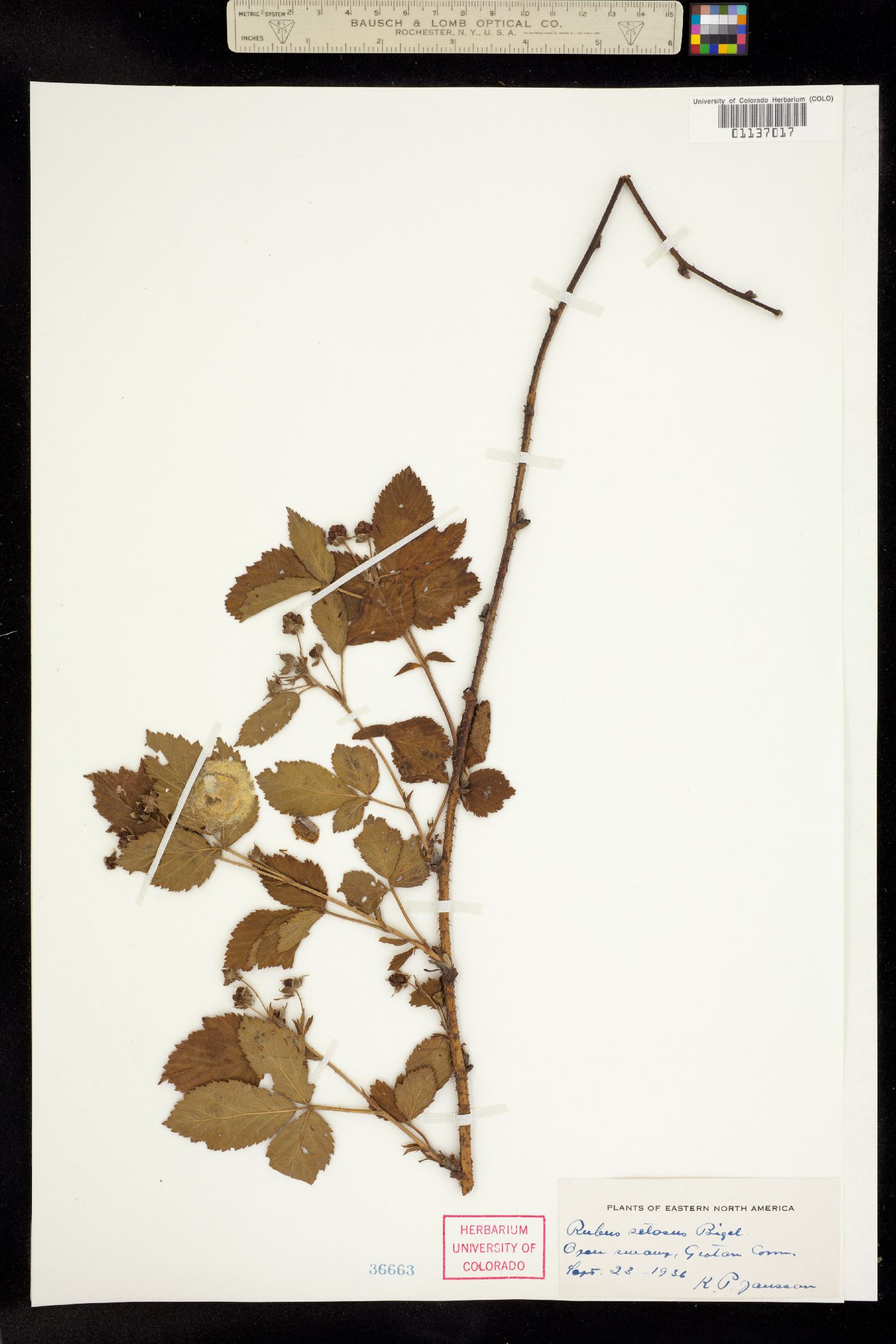 Rubus setosus image