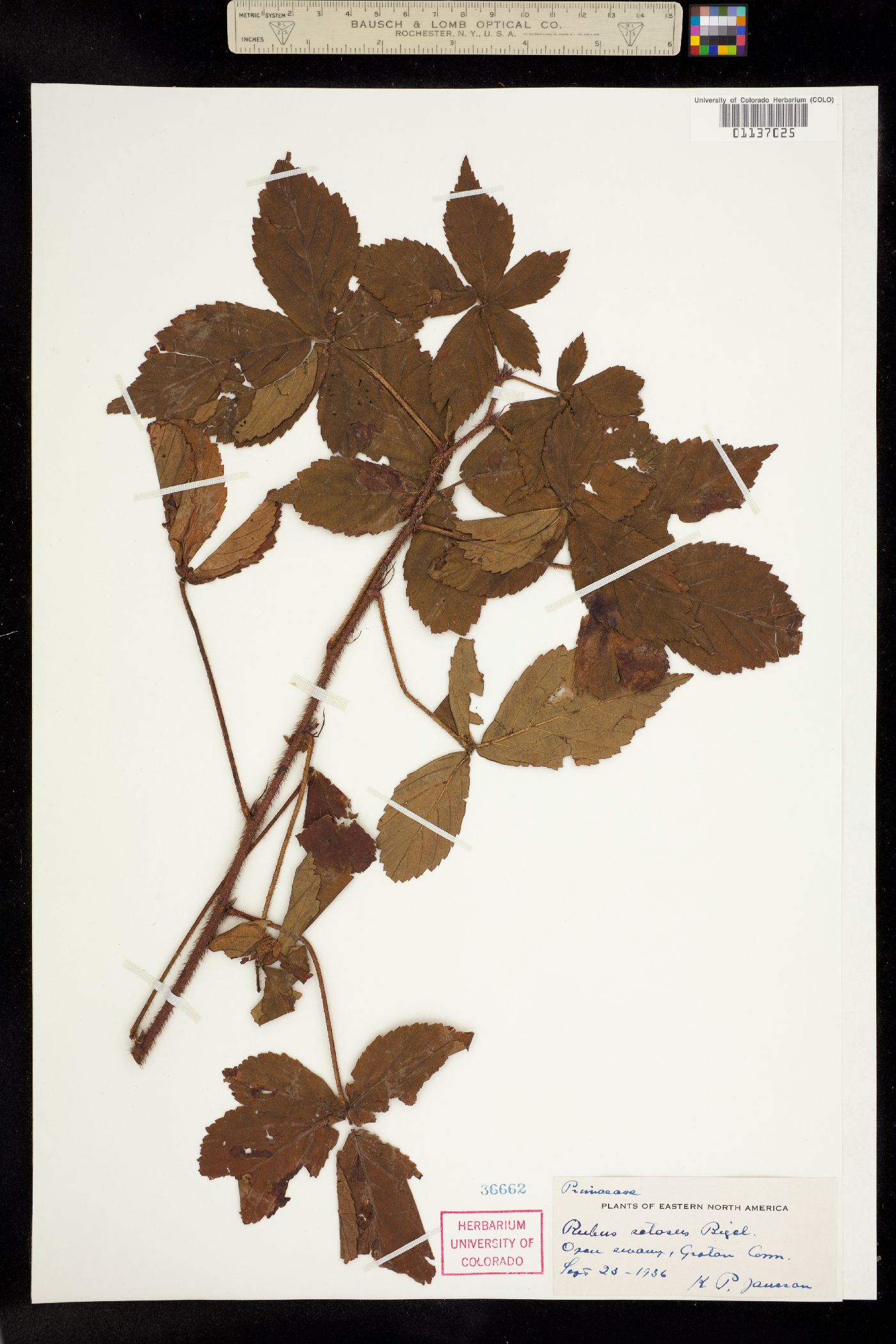 Rubus setosus image