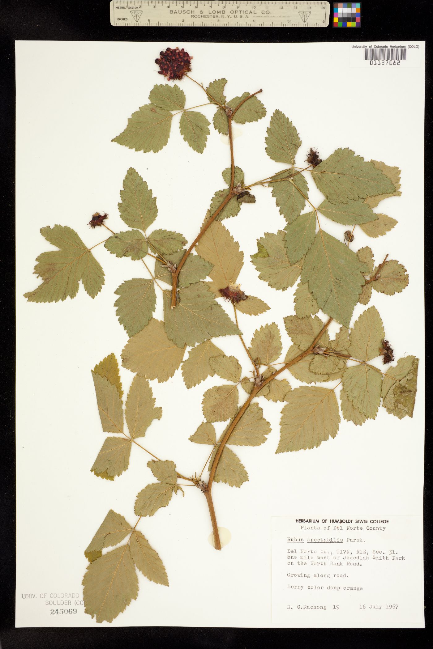 Rubus spectabilis image