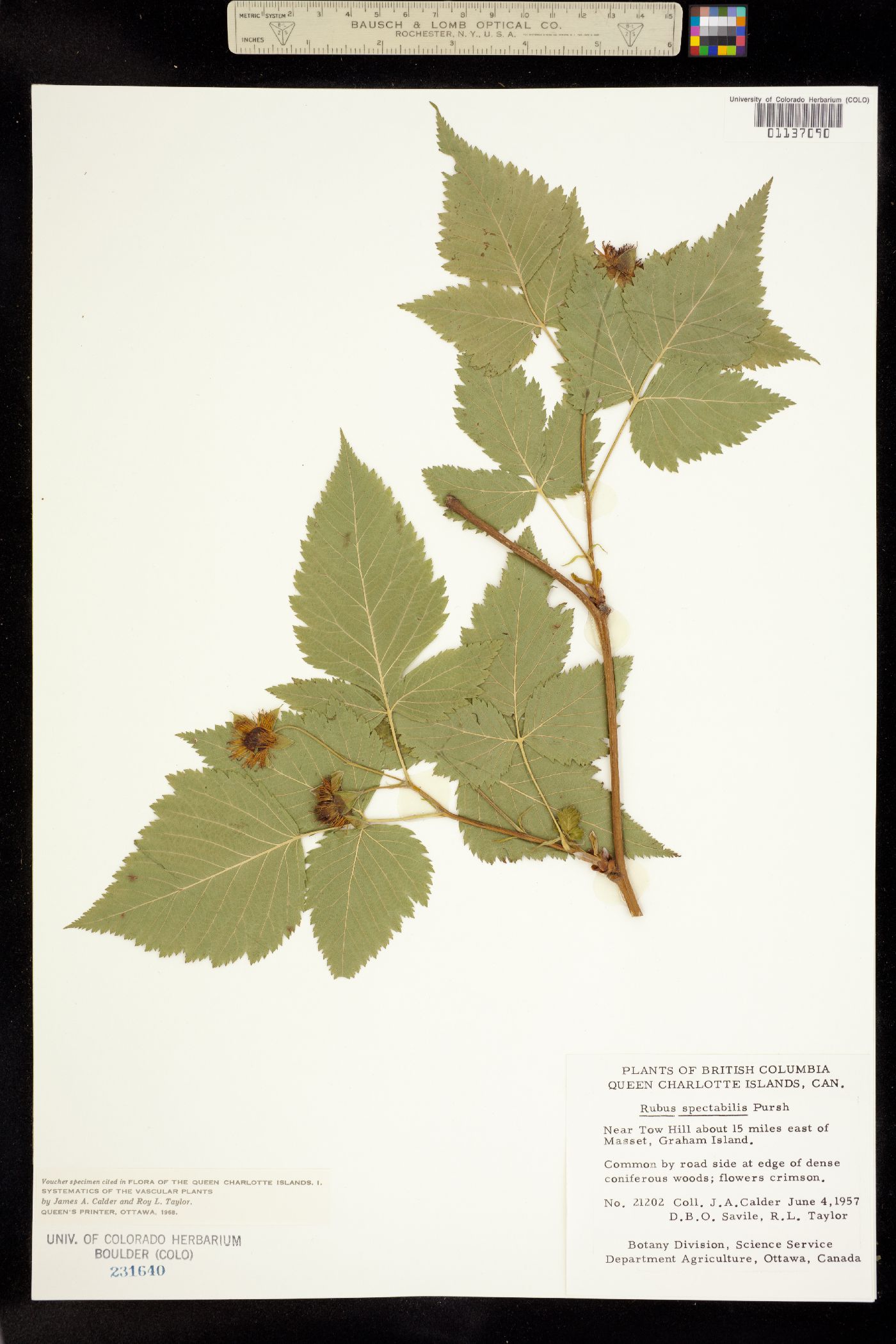 Rubus spectabilis image