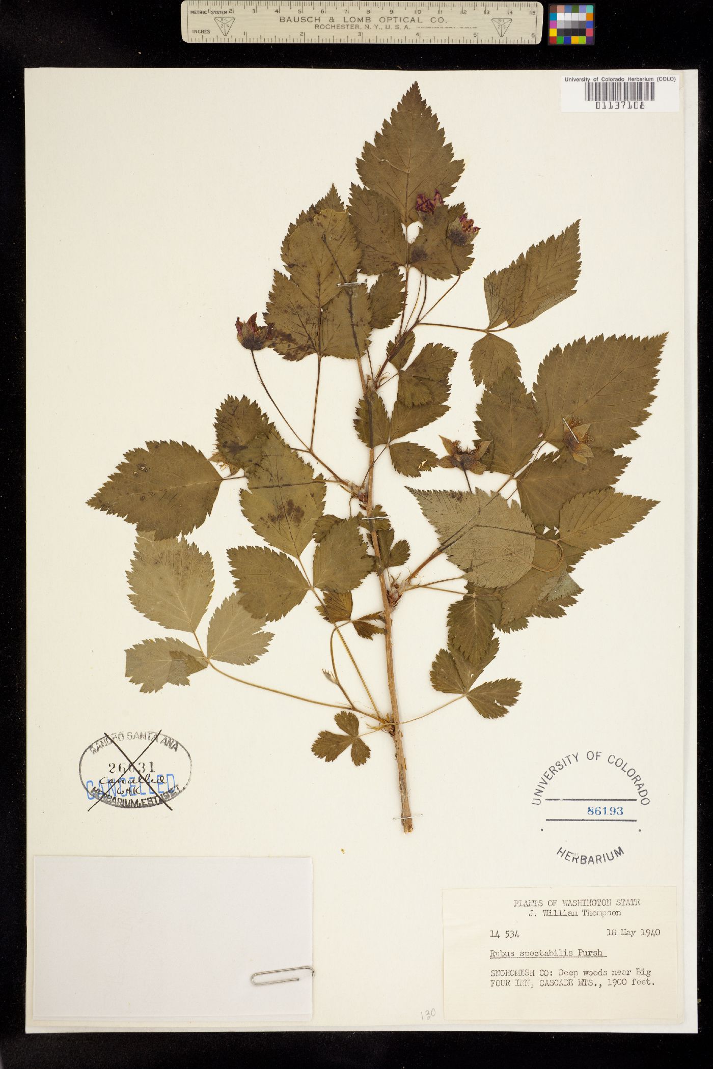 Rubus spectabilis image