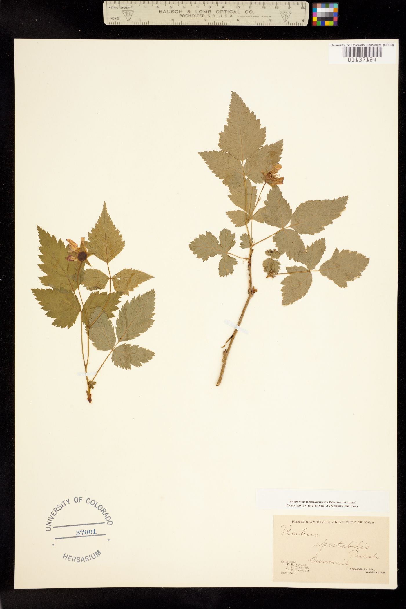 Rubus spectabilis image